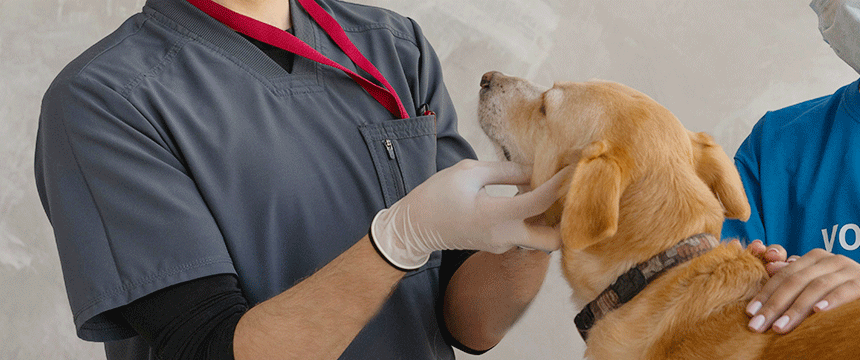 犬の耳掃除のケア方法自宅でできるコツ、道具選びを獣医師が解説します