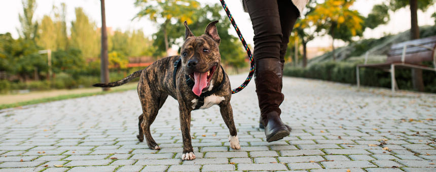 犬の散歩って、どれくらいが適正？