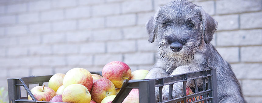 消化を助ける食材とは？犬に与える食物酵素の影響と補給方法