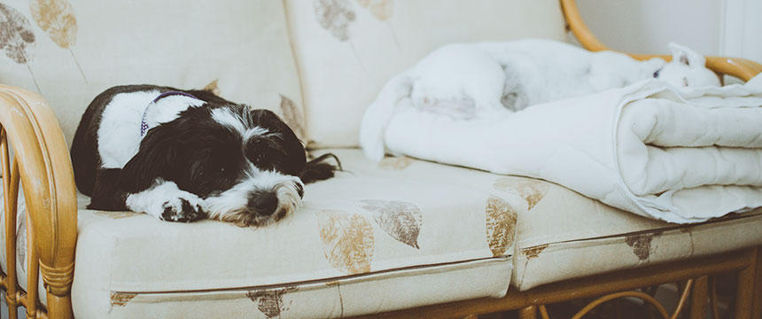 犬の睡眠時間の平均は？認知症のサインって本当？犬の眠りについてまとめました 