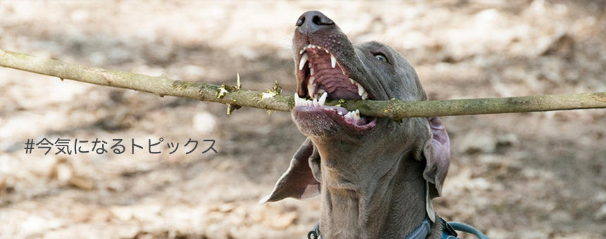 一生ものの犬の歯を、動物病院でも再生できるようになるかも。[#今気になるトピックス]