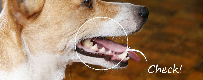 犬の口内炎・歯周病の対策、今年始めるなら免疫系に働くラクトフェリンがオススメ。