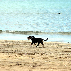 海風を受けて幸せそうに疾走する犬の姿。