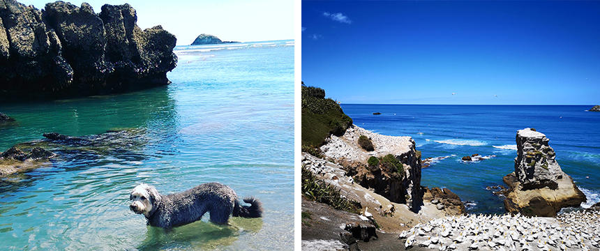 左：ムリワイ・ビーチの美しい岩場も犬と一緒に。　右：無数のカツオドリが集まるコロニー。