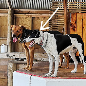 右側のブラック＆ホワイトの犬がヘディングドッグです。物静かな仕事人タイプの犬で、ドッグスポーツも大得意なアスリートです。