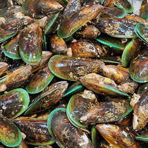 ニュージーランドでは庶民の食材、緑イ貝。スーパーなどではガサッとワイルドに積まれている光景も日常的。