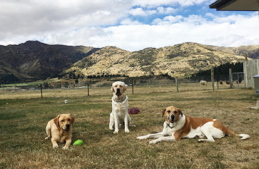 犬が社会の中で生きているのが当たり前のニュージーランド。とくに大型犬にとってはのびのびと育てられる環境と言えるかもしれません。