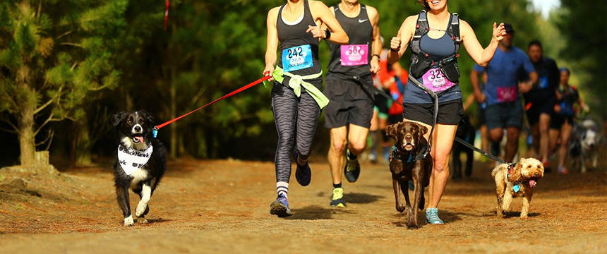 レース途中は犬たちの生き生きとした表情が見られます。大好きな飼い主と思い切り走れる喜びを全身で感じているようです。