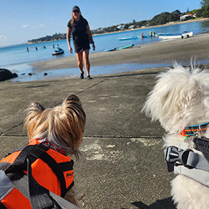 ニュージーランドはアウトドアのハイシーズン。たくさんの人が犬と一緒にアクティビティを楽しんでいます。