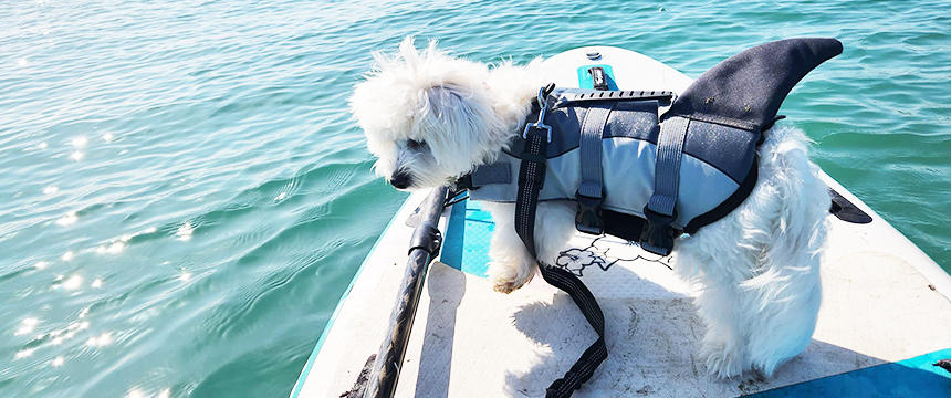 海や湖で犬とゆったりスポーツ