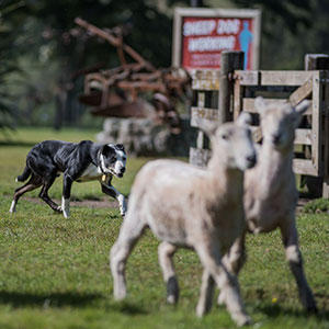 ヘディングドッグには、視線の動きだけで羊たちをコントロールするスゴ技があります。