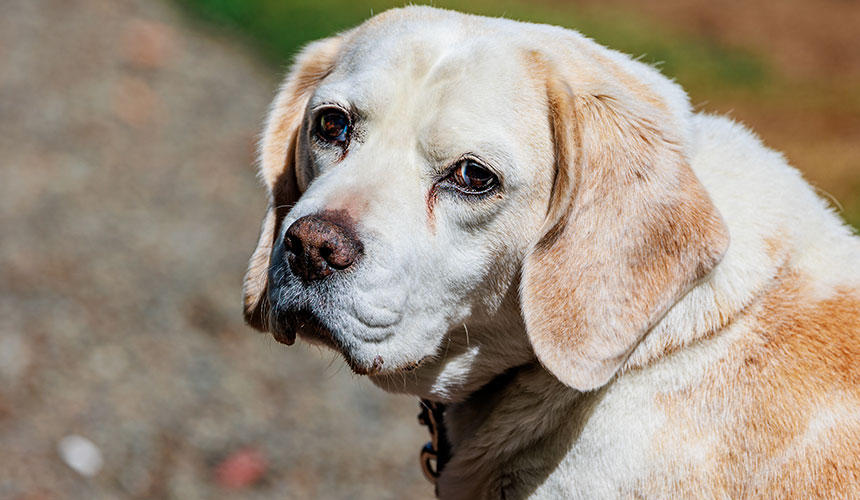 13歳のロージーは、トリュフ犬としても大ベテラン。トリュフ農園のレジェンド的存在です。