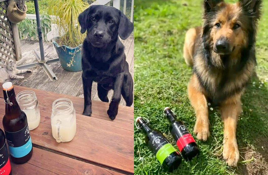 犬たちも飼い主と一緒にビールを楽しむことができてうれしそう。NZでは犬と同じ時間を共有することに、重きを置いている人も多いように感じます。