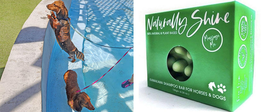 左：犬たちと一緒に泳ぐことができるプールもNZには多くあります。　右：カワカワ入りのNaturally Shine社のシャンプーバー。犬だけではなく馬にも使えるようです。