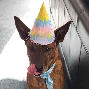 オークランド南部のマヌカウで活躍する麻薬探知犬Javaの7歳の誕生日を祝う様子。彼女は殺処分となる前日に同社に引き取られました。