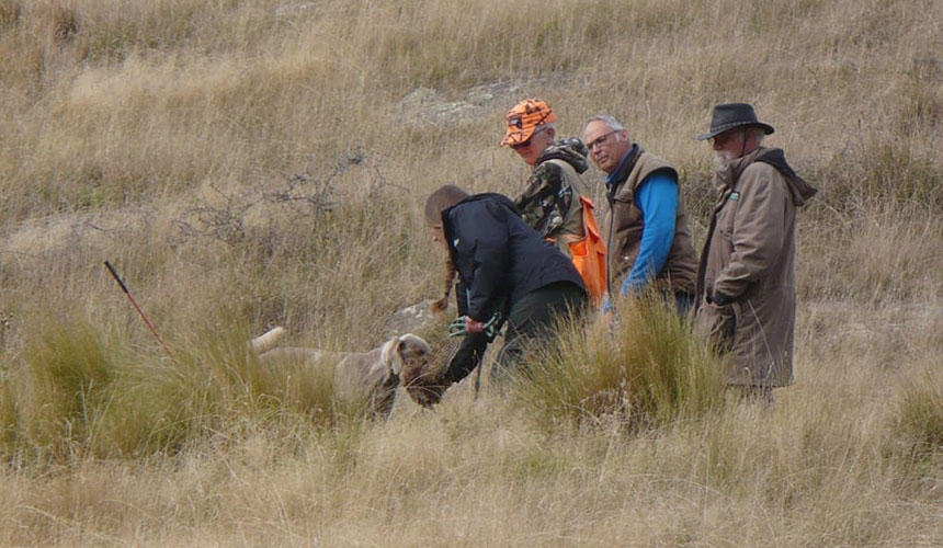 美しい毛並みが特長のワイマラナー。ニュージーランドでは優秀な猟犬として人気があります