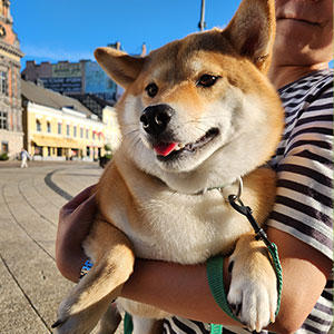 柴犬のピカ。日本犬もすっかり世界的な人気者になりました。