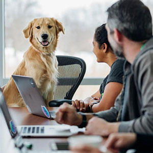 犬たちがいることのメリットを考慮し、職場で保護犬を受け入れたり、スタッフが犬を連れて出勤できるようにしたり。さまざまな形で「オフィスに犬」を実現しています