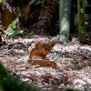 小さな可愛らしいキーウィ。ニュージーランド人は自分たちを「キーウィ」と呼ぶほど愛着を持っている鳥です