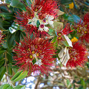 ニュージーランドの夏を象徴するポフツカワの花