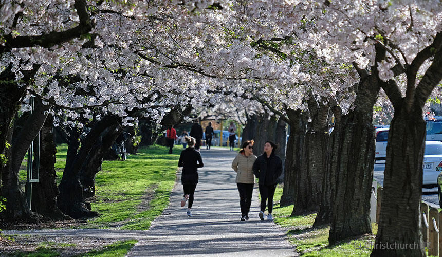 クライストチャーチの街の桜並木。この時ばかりは日本にいるのかと錯覚しそうになります