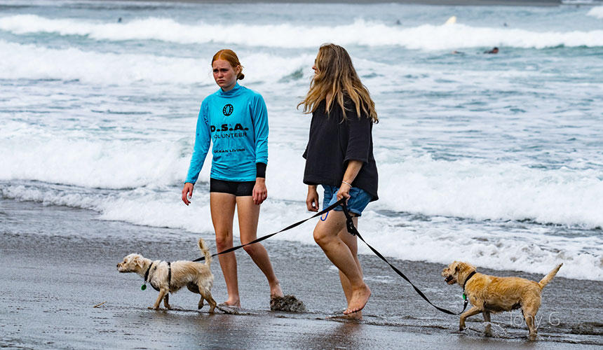 犬たちもボランティア活動に参加？一緒に遊ぶ感覚で子どもたちも自然に海に慣れていきます