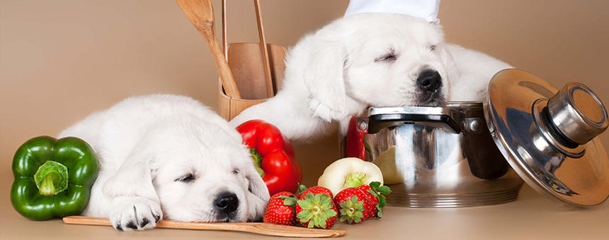 初心者必見！犬の手作りごはんに味付けは必要？簡単手作り食のポイントと時短レシピ
