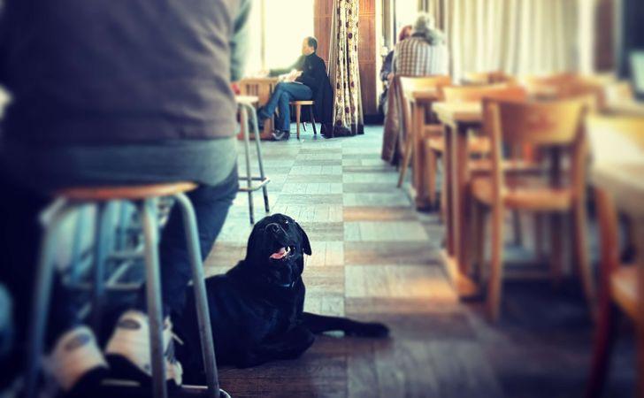 犬とドッグカフェに行くときのマナー。楽しく過ごすために必要なこと
