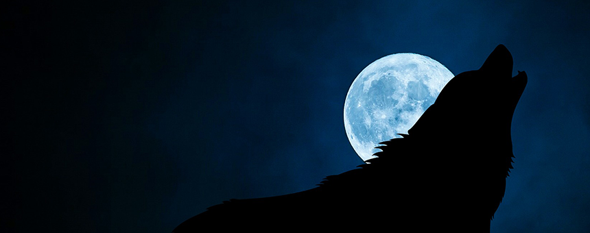 【selfishな歴史犬聞録】秋の夜長に。犬と月の物語。