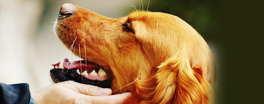 重曹やクエン酸を使って犬に安全な消臭、衛生管理を。犬の入浴剤にも使えます。