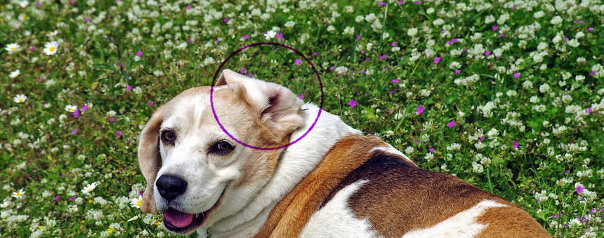 犬の耳ケア・耳掃除に。天然成分でできた「シーディーム イヤークレンザーフラッシュ」