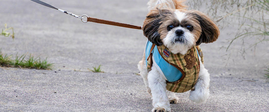 散歩を嫌がるようになった犬の関節の健康管理に、ハーブを取り入れてみませんか？