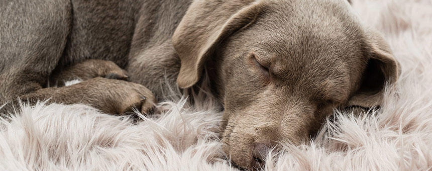 犬の適切な睡眠時間は？夢を見るの？犬と眠りの疑問について