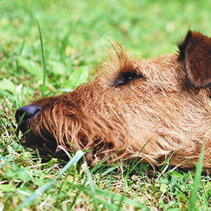 散歩中に犬が草を食べる理由って 食べても大丈夫なの プレミアムドッグフード専門店 通販 Pochi ポチ公式サイト