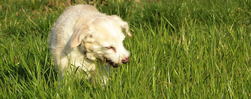 犬が草を食べる理由って？犬たちが食べる草を観察してみよう。