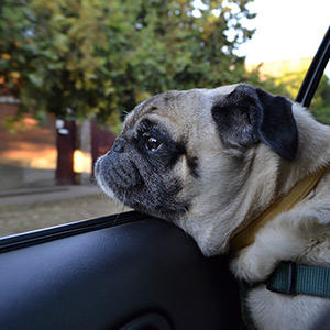 ダラダラ ポタポタ 犬のよだれが多い原因はストレス これって大丈夫 プレミアムドッグフード専門店 通販 Pochi ポチ公式サイト