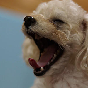犬のいびきに気付いたら 原因は 呼吸が気になる時にチェックしたいこと プレミアムドッグフード専門店 通販 Pochi ポチ公式サイト