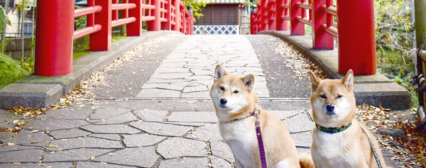 江戸時代、犬の病気はどうやって治療していたの？日本史の中の獣医さん