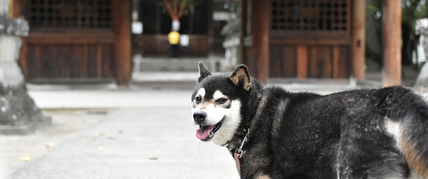 鎌倉殿に犬がいた？武士の世の幕開けと犬たちのお話。【#selfishな歴史犬聞録】