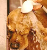 shampoo-img2.jpg
