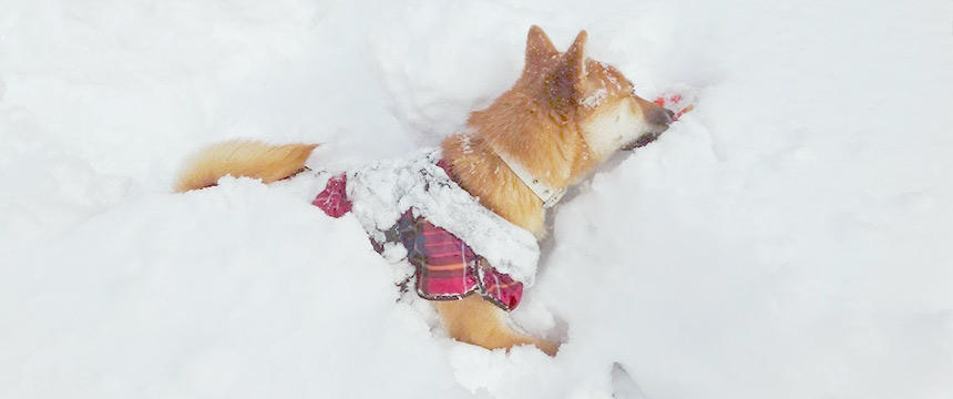 雪は泳ぐもの。そう思っている柴犬もときに溺れます。ずぶずぶ。