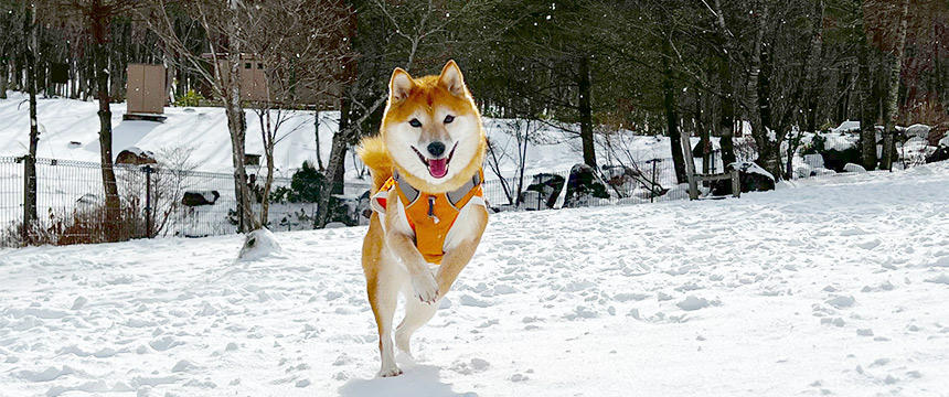 まるで別犬？雪でテンションMAX状態の柴犬がかわいすぎる～柴犬あるある雪が大好き編～