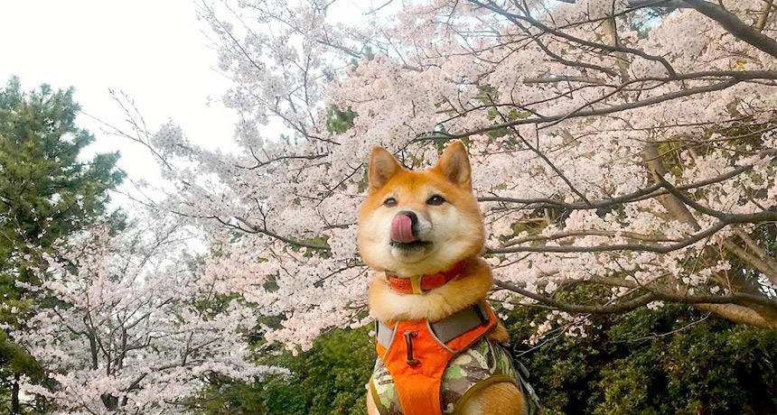 満開の桜と柴犬！日本の春って感じ……って、ん？舌出てますよ？