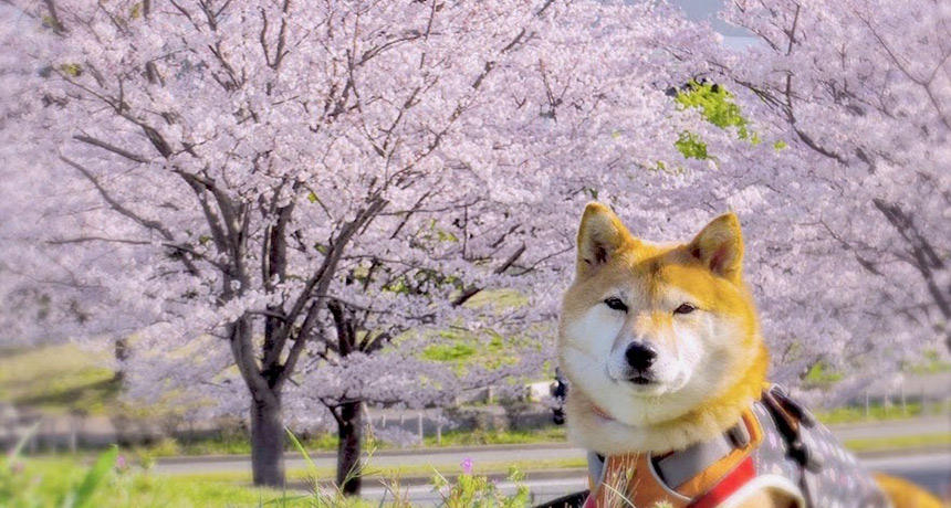 不思議な生態を持つ柴犬ですが、上手く桜と一緒に撮影できれば一生の思い出に。我が家でもたくさん桜との写真が残っています。