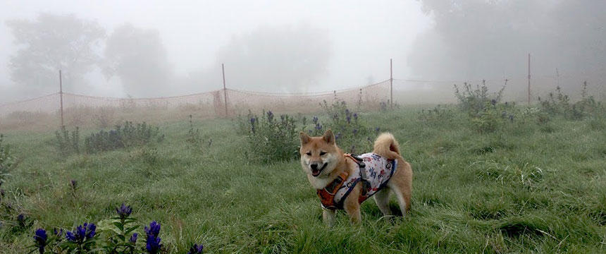 背景があまりに真っ白なのは、濃霧です。犬は笑顔ですが、写真が暗い…。