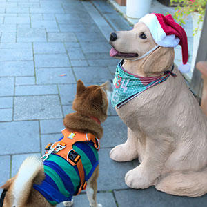 散歩中にいつも会うレトリバーのオブジェもクリスマスモードになっていたので、改めてご挨拶