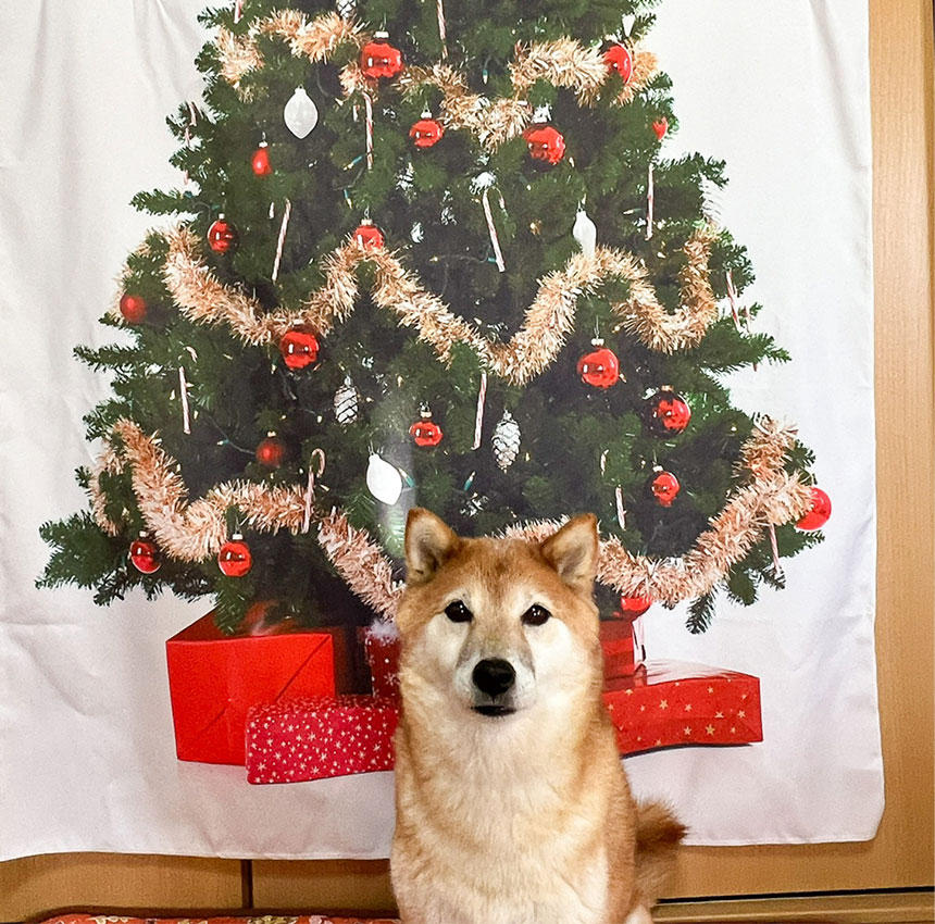 どうだ。二次元のクリスマスツリーなら倒せないだろう！…なんていいつつちょっと寂しい飼い主