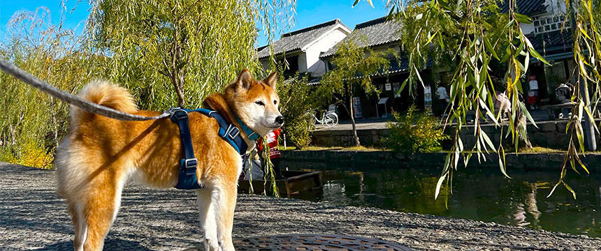 重要伝統的建造物群保存地区の倉敷美観地区。日本の風景と和犬はよく似合います
