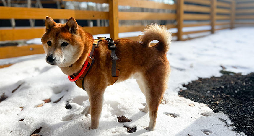 柴犬「雪、あった！ほんの少しだけど……」