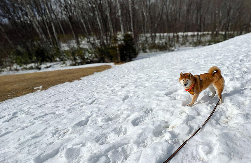 雪エリアだけを選んで歩く！カチコチの雪でも、やっぱり嬉しいようです。ちなみに飼い主は滑らないように気を張り続けるしかない。